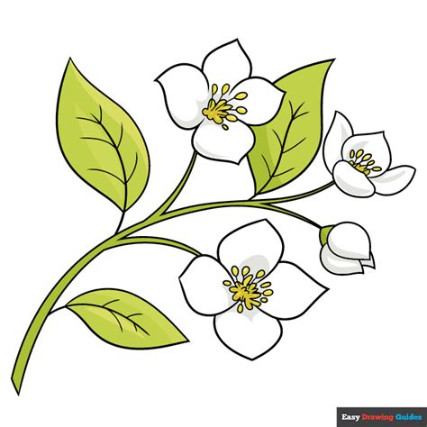 jasmine flower drawing|jasmine flower outline images.